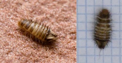 Réf. 218 316 : Anthrenus sp.